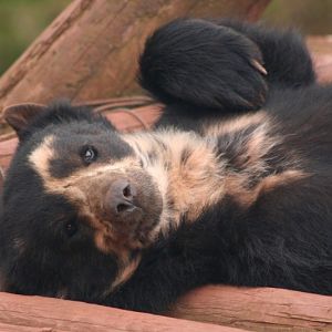 Spec Bear 19 May 2010