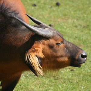 Annoack Mar - May 2010