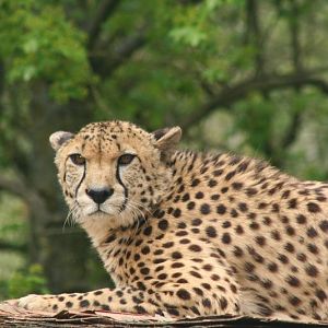 Cheetha Mar - May 2010