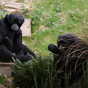 Gibbon Mar - May 2010
