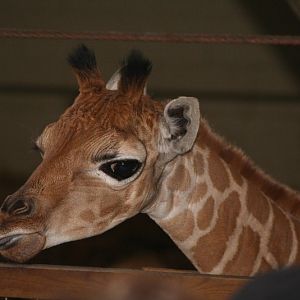 baby Girraffe Mar - May 2010