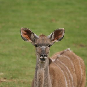 Great Kudu Mar - May 2010