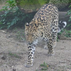 Amur Leoprad Mar - May 2010
