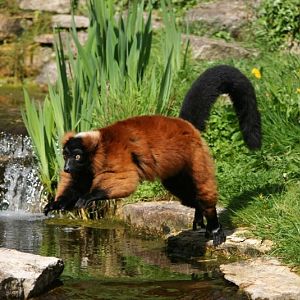 Red ruffed Lemur Mar - May 2010