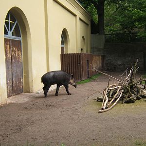 Bairds Tapir and House