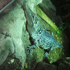 New Guinea Crocodile