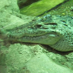 New Guinea Crocodile