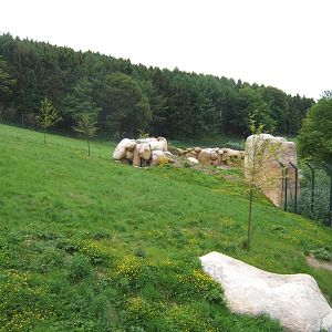 View of part of the Lion enclosure