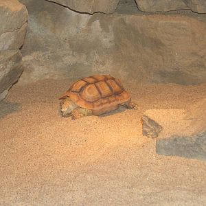 Parrot-beaked Tortoise (Homopus aureolatus)