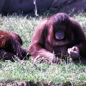 orangutans