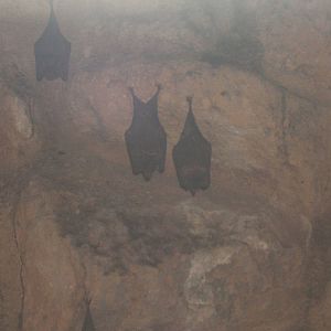 Pallas` Long-tongued Bat (Glossphaga soricina)