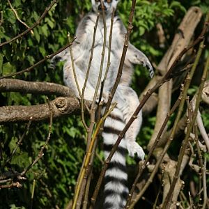 Ring Tailed - May 2010