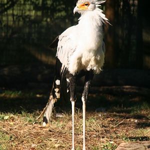 Sec bird Mar - May 2010