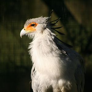 Sec Boird close up Mar - May 2010