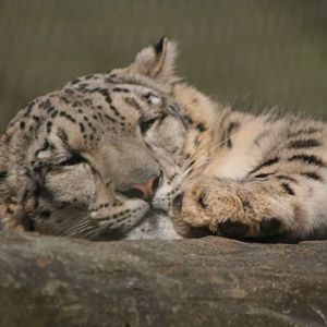 Snow Leopard Mar - May 2010