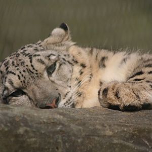 Snow Leopard Mar - May 2010