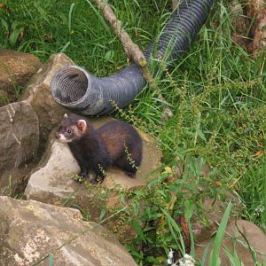 European Polecat