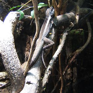 Striped Water Dragon (Lophognathus temporalis)