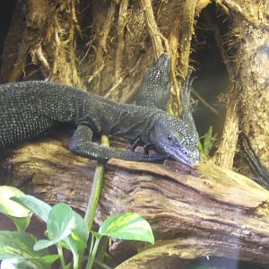 Black Tree Monitors