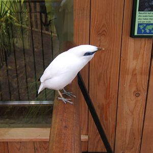 Bali Starling