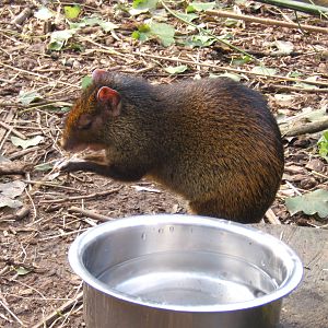 Hairy-rumped Agouti