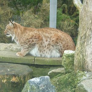 Carpathian Lynx