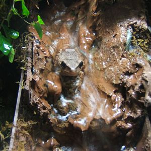 Asian Foam-nesting Frog