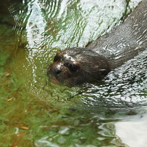 Giant otter