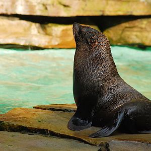 Soutamerican fur seal
