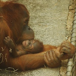 Sumatran Orang-Utan with baby