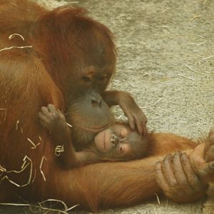 Sumatran Orang-Utan with baby