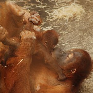 Sumatran Orang-Utan with baby