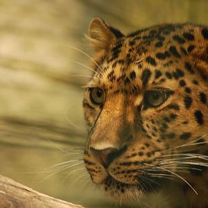 Female leopard Kiska