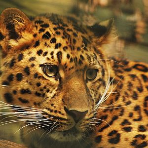 Female leopard Kiska