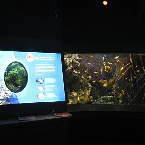 aquarium tank and display
