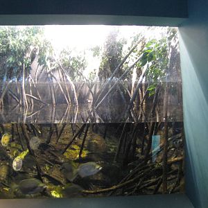 aquarium tank mangroves