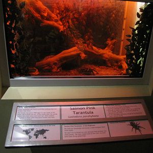 salmon pink tarantula tank