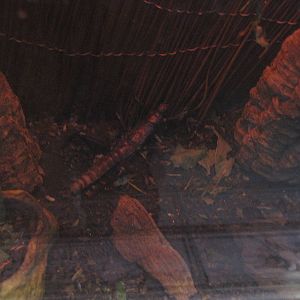 borneo thorny stick insect