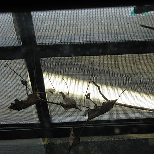 wandering violin mantis