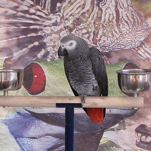Oscar the grey parrot