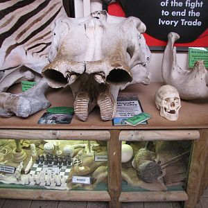 Banned animal products