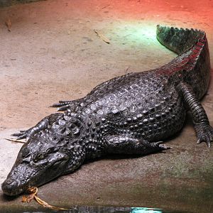 Caiman