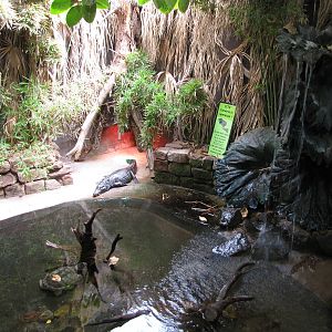 Caiman and turtle exhibit