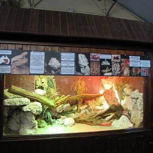 Bearded dragon exhibit