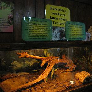Tenrec exhibit