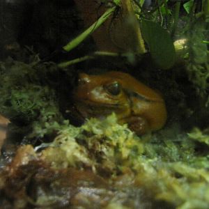 False tomato frog