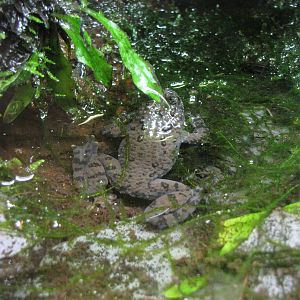 Oriental fire-bellied toad