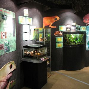 Amphibians displays