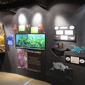 Marbled praying mantis, toads and scorpion tanks