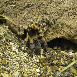 Mexican red knee tarantula